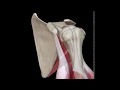 Shoulder SLAP Lesion Anatomy – Animation