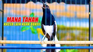 Download lagu KACER BONGKAR ISIAN, KACER LAIN MANA TAHAN, PASTI LANGSUNG NGAMOK mp3