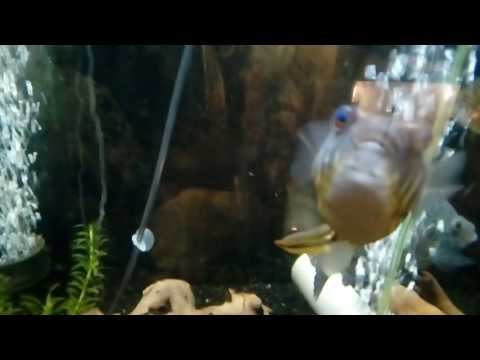 Kogelvis moet ook eten