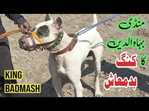 Bully kutta king badmash | pakistani famous bully dog | sial daily vlog | champion bully kutta