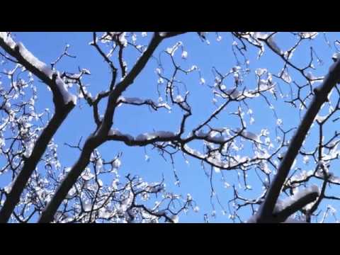 consonanz à 4 - christmas carols: "Here is the little door"