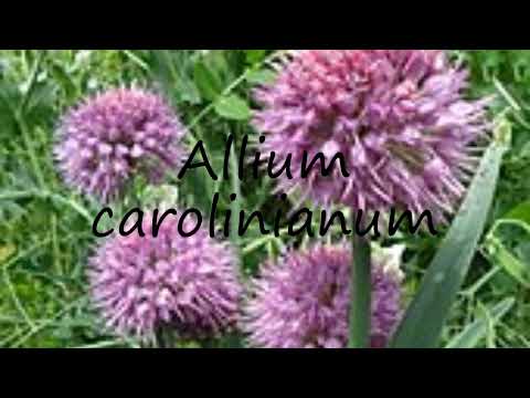 How to pronounce Allium carolinianum in Dutch?