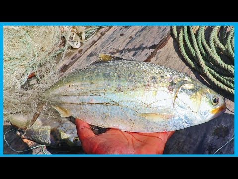 Amazing Fast Hilsa Fishing Skill (PART 85) - Catching Hilsa Fish Big in the River