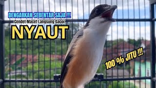 Download lagu cendet gacor BONGKAR ISIAN SUPER AMPUH,, PANCINGAN CENDET AGAR BUNYI bikin BURUNG PENTET GACOR NYAUT mp3