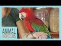 Meet And Greet Scarlet The Green Wing Macaw
