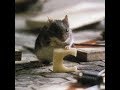 Villain Defeats Mouse MouseHunt