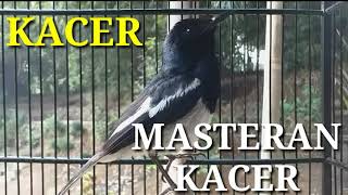 Download lagu MASTERAN KACER MP3 SUARA JERNIH mp3