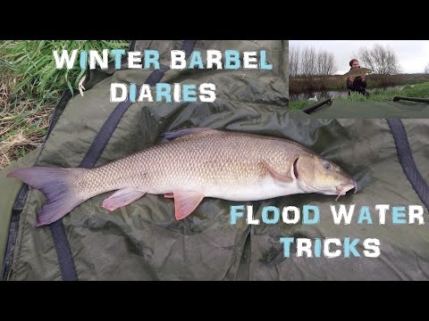 Winter Barbel Diaries in Flood! - The Ginger Fisherman