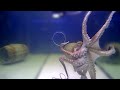 Big Octopus VS Small Holes - Incredible Squeezing Abilities