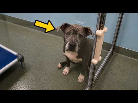 13-Year-Old Pit Bull Surrendered to Shelter Silenced Everyone
