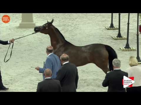 2ND - N.55 WIEZA MARC'A - Paris 2016 - Mares 4 years old and more (Class CM3 A)