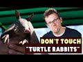 You Definitely Shouldn T Touch Armadillos