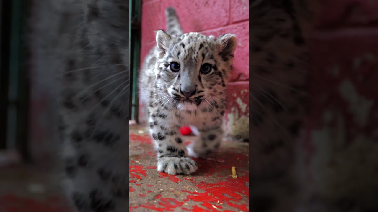 Our snow leopard cubs are learning parkour! 🥰 #parkour #theoffice #snowleopard #cubs #cute #cat