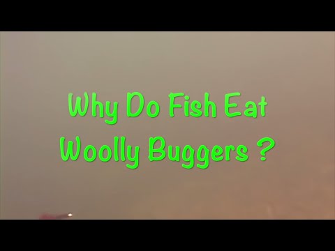 Why Woolly Buggers Catch Fish