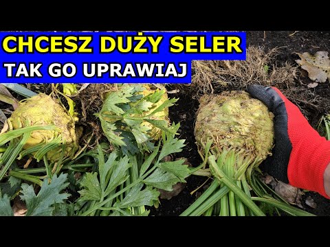 Want to grow BIG CELERY? Sow, Plant, and Cultivate. How to Grow Celery in PRACTICE.