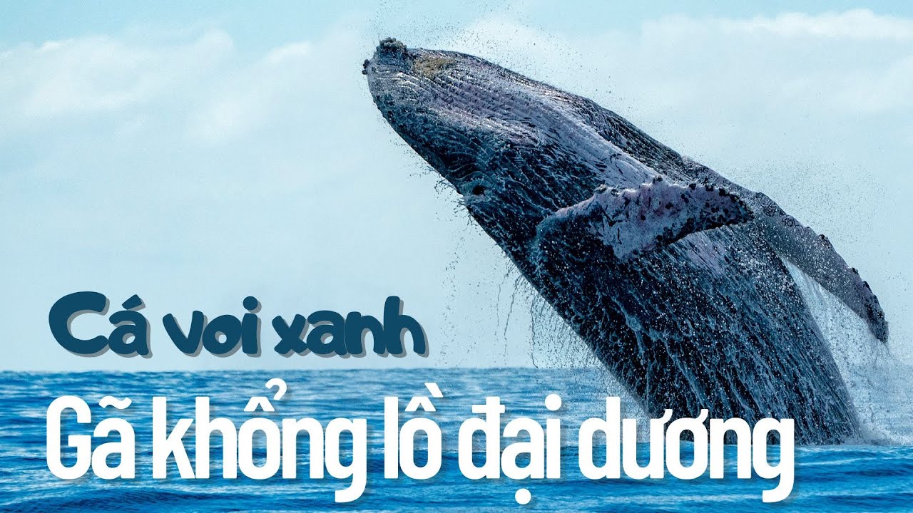 Blue Whale Documentary