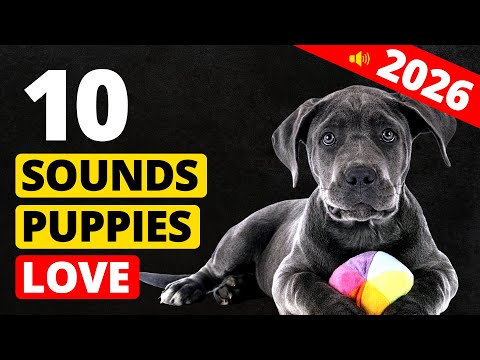10 Sounds That Puppies Love To Hear The Most (2026)