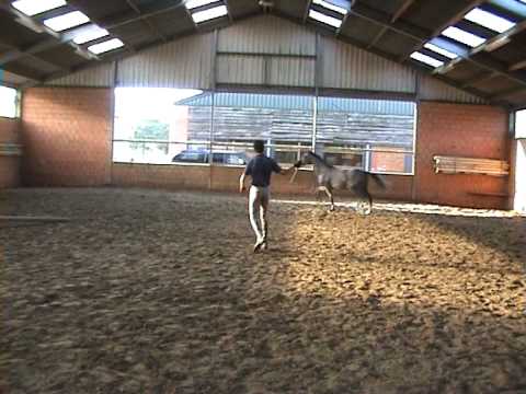 Chaplin of greenhill (Cassini I x Caretino) vrijspringen 2j 2008