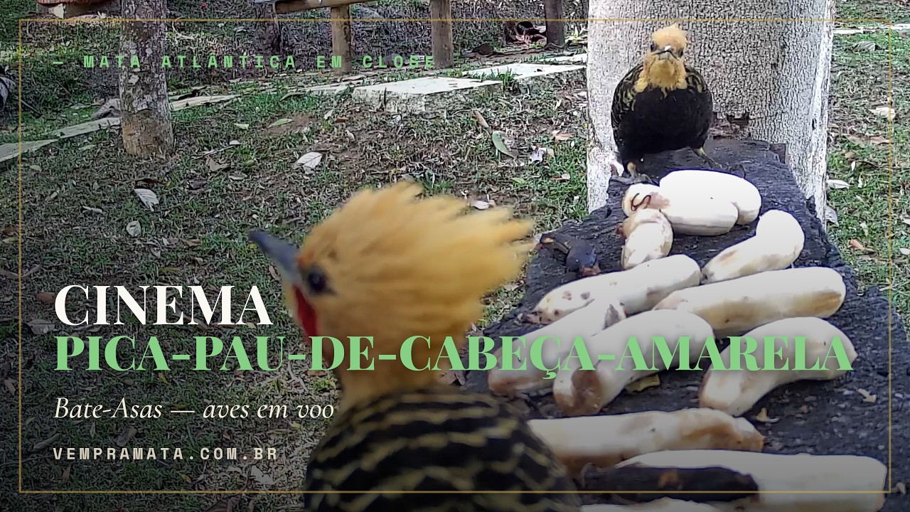 Video of the blond-crested woodpecker (Celeus flavescens) at Sítio Canaã