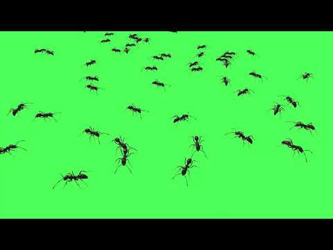 Green Screen Clips Black Ants 3D Animation