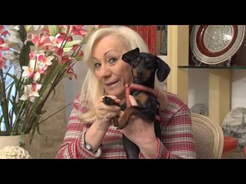 Inmaculada y Luck, Adopta una mascota, No compres