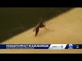 Yellow fever mosquitoes found in New Mexico