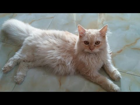 Cat(chiku) try to get attention