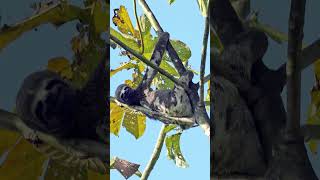 See a tarantula, anaconda, boa constrictor, sloth, & poison dart frog in the Amazon rainforest