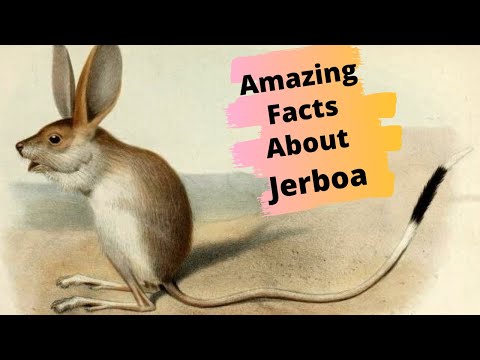 Top 10 Amazing Facts About The Jerboa