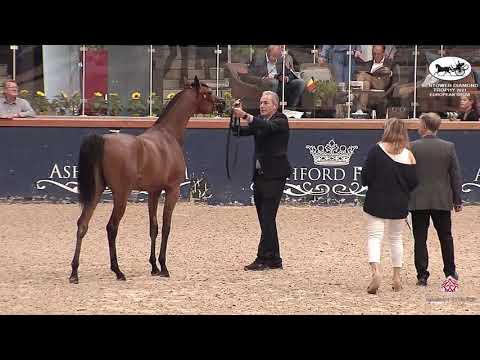 N 150 VDV MALIFICIENT   Belgian Nationals In Hand classes   Yearling Fillies Class 1