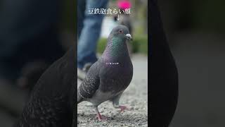 鳩が豆鉄砲を食らったような顔 #shorts