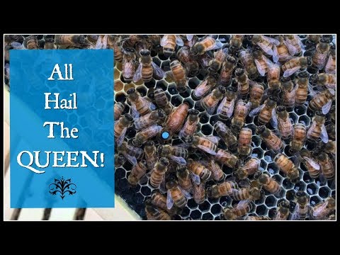 All Hail The QUEEN BEE!