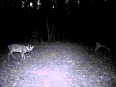 2012 01/06 Game Camera