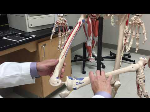 Sartorius Muscle - Origin, Insertion, & Action