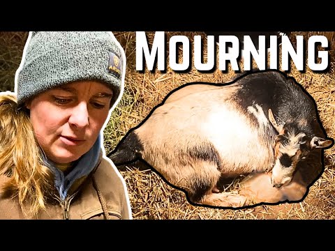 The MOST DEPRESSING Thing I’ve Ever Seen As A Goat Farmer… Rapunzels Journey To Healing