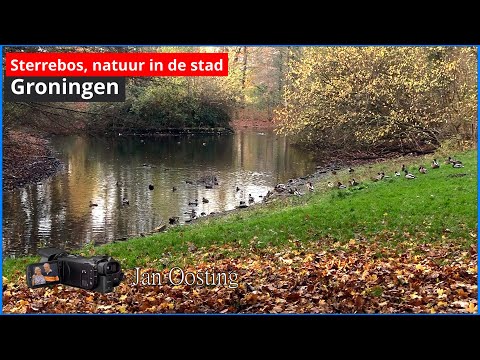 Sterrebos, een bijzonder parkje in Groningen.