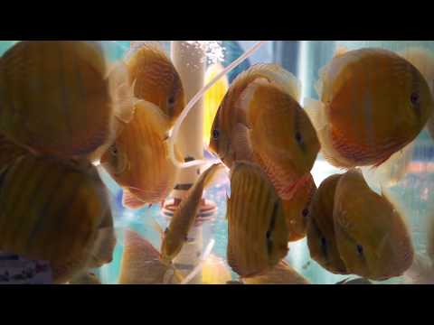 Watch Video on YouTube