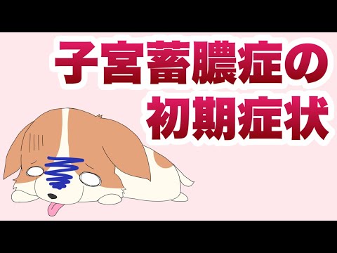 雌犬の子宮蓄膿症 - 症状と治療