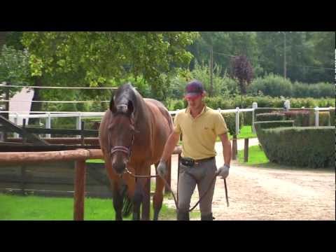 comment ouvrir une pension equestre