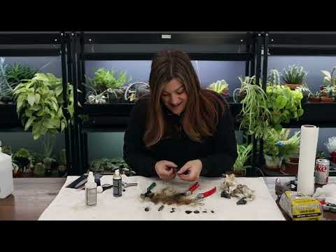 Cleaning & Sharpening My Felco Pruners! ✂️🧼❤️ // Garden Answer