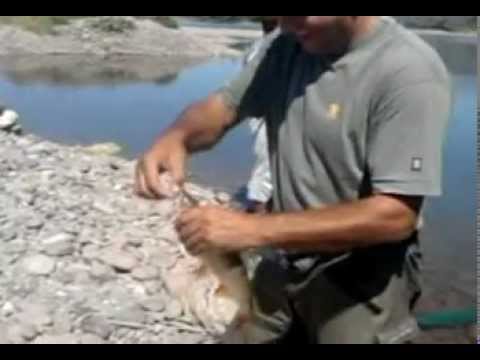 avuni vadi skobalja na drini