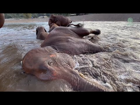 Water Brings Out The Purtest Sounds Of Joy From An Elephant - ElephantNews