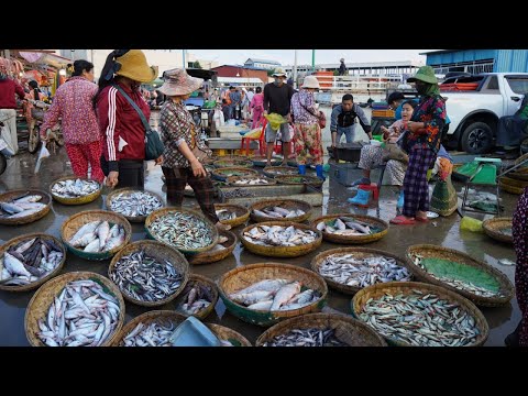 Cambodian Fish Market Video - Amazing Site Distribute Alive Fish, Dry Fish , Seafood & More