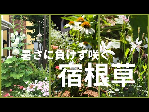 白い花の咲く植物：春に庭に植える4つの多年草  庭園