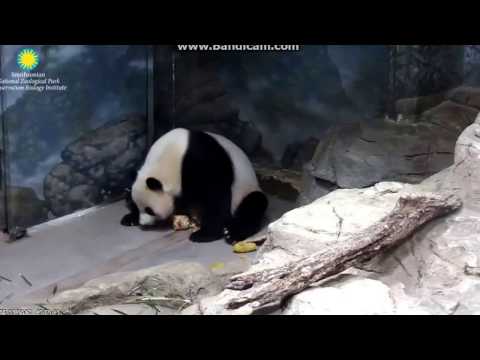 2017.05.03 MEI XIANG - TIME FOR AFTERNOON TEA