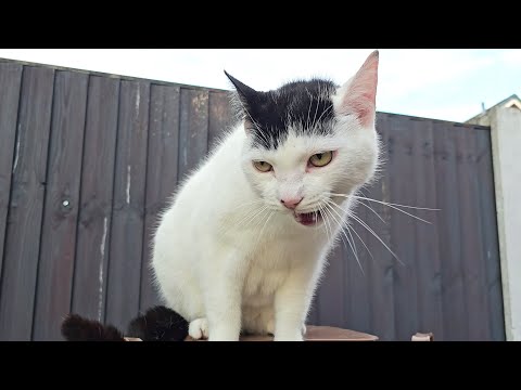 Cat Meowing Loudly (2)