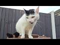 Cat Meowing Loudly 2