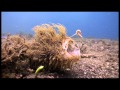Eco Divers Resort Lembeh Hairy Frogfish