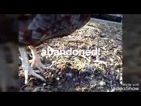 Rescue and Rehab for Dumped Roosters