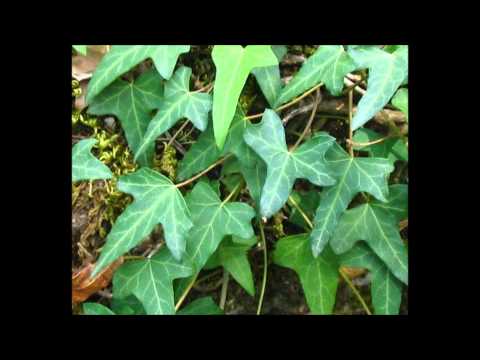 Керанов - Вързан